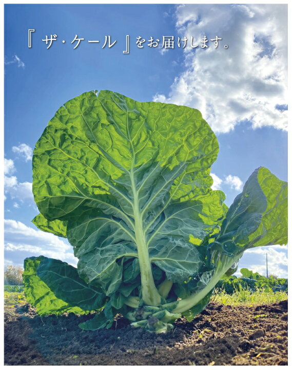 楽天市場】【24%OFF】キューサイ ケール 乳酸菌青汁 420g 6袋 
