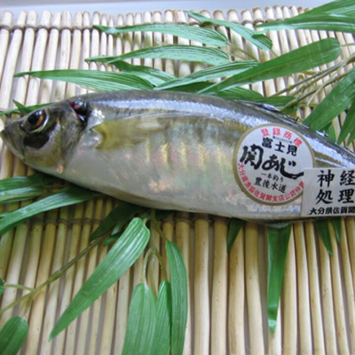 楽天市場 関アジ 関あじ 大1尾 大分県佐賀関のスーパーブランド 代引き不可 産地直送 九州焼酎club スナップビー