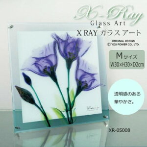 X RAY �K���X �A�[�g �W�F���e�B�A�� M�T�C�Y XR-05008
