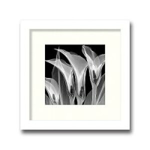�C���e���A�A�[�g�@X-ray Photograph�@Steven N Meyers(�X�e�B�[�u��N�}�C���[�Y)�@Four Callas 3 �@AS-11374