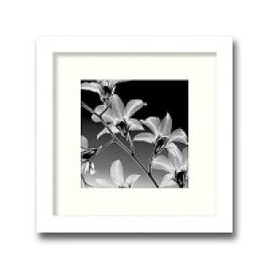 �C���e���A�A�[�g�@X-ray Photograph�@Steven N Meyers(�X�e�B�[�u��N�}�C���[�Y)�@Orchid Denrobium �@AS-11372