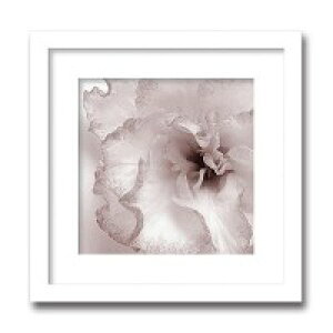 �C���e���A�A�[�g�@X-ray Photograph�@Steven N Meyers(�X�e�B�[�u��N�}�C���[�Y)�@Jk driggs/Blossom(Two) �@AS-11347