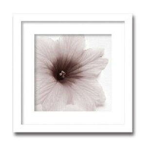 �C���e���A�A�[�g�@X-ray Photograph�@Steven N Meyers(�X�e�B�[�u��N�}�C���[�Y)�@Jk driggs/Blossom(Three) �@AS-11348