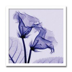 �C���e���A�A�[�g�@X-ray Photograph�@Steven N Meyers(�X�e�B�[�u��N�}�C���[�Y)�@Gloxinia �@AS-11391
