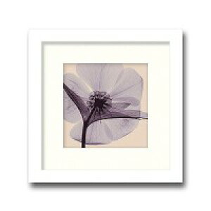�C���e���A�A�[�g�@X-ray Photograph�@Steven N Meyers(�X�e�B�[�u��N�}�C���[�Y)�@Hellebore(small) �@AS-11380