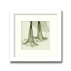 �C���e���A�A�[�g�@X-ray Photograph�@Steven N Meyers(�X�e�B�[�u��N�}�C���[�Y)�@Datura(small) �@AS-11364
