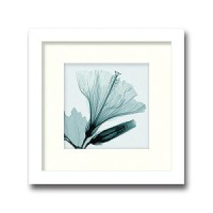 �C���e���A�A�[�g�@X-ray Photograph�@Steven N Meyers(�X�e�B�[�u��N�}�C���[�Y)�@Hibiscus �� Bud(small) �@AS-11366