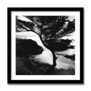 �C���e���A�A�[�g�@X-ray Photograph�@Steven N Meyers(�X�e�B�[�u��N�}�C���[�Y)�@Micheal Cole/Lighthouse�@AS-11362