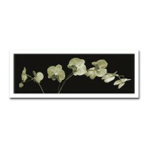 �C���e���A�A�[�g�@X-ray Photograph�@Steven N Meyers(�X�e�B�[�u��N�}�C���[�Y)�@Jk driggs/Orchid Sprays�@AS-11344
