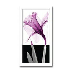 CeAA[g@X-ray Photograph@Steven N Meyers(XeB[uN}C[Y)@Stem IV@AS-11429