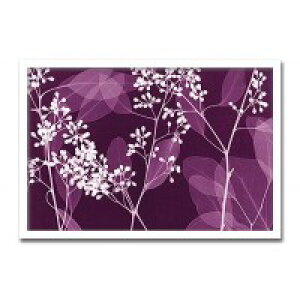 CeAA[g@X-ray Photograph@Steven N Meyers(XeB[uN}C[Y)@Eucalyptus Branches@AS-11363