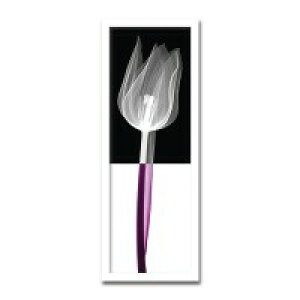 CeAA[g@X-ray Photograph@Steven N Meyers(XeB[uN}C[Y)@Stem III @AS-11428