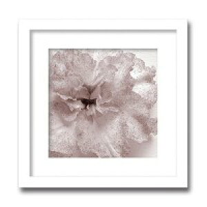 CeAA[g@X-ray Photograph@Steven N Meyers(XeB[uN}C[Y)@Jk driggs/Blossom(One) @AS-11346