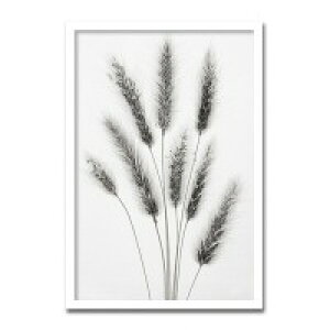 CeAA[g@X-ray Photograph@Steven N Meyers(XeB[uN}C[Y)@Hare's Tail @AS-11430