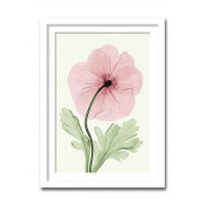 �C���e���A�A�[�g�@X-ray Photograph�@Steven N Meyers(�X�e�B�[�u��N�}�C���[�Y)�@Iceland�@Poppy I �@AS-11407