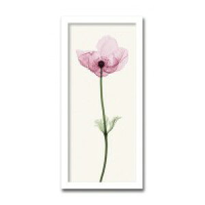 CeAA[g@X-ray Photograph@Steven N Meyers(XeB[uN}C[Y)@Anemone I @AS-11409