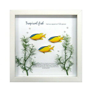 A[gt[ Blueline demoiselle ZAF-50794