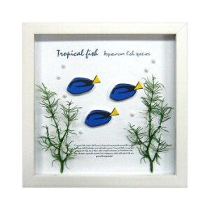 A[gt[ Blue Tang ZAF-50792