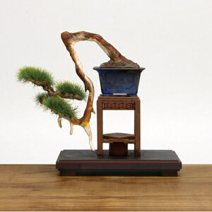 【盆栽ミニチュア模型】H-4545782040326 プラッツ 1/12 ザ・盆栽 プラスチックモデルキット 参 完成品 BON-03【スポット植葉技術】