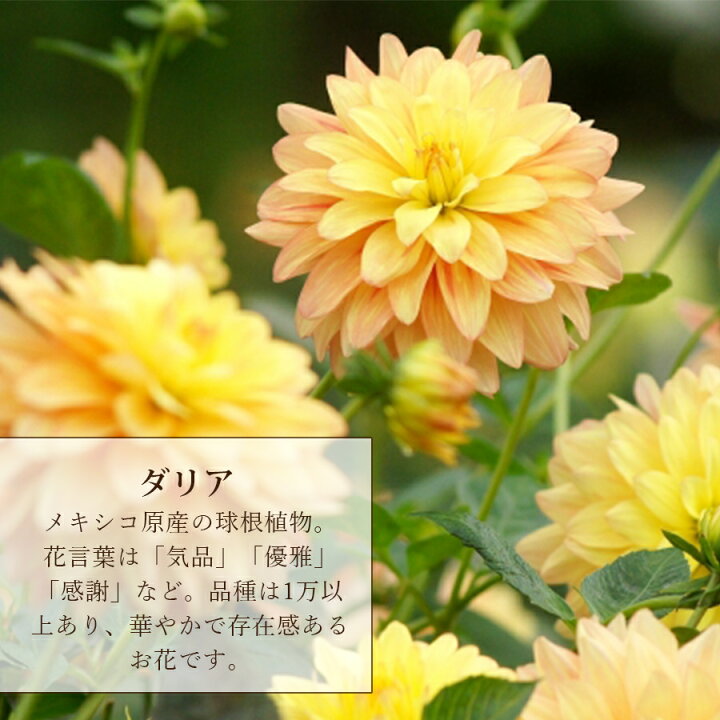 楽天市場 華やか存在感あるダリア オレンジ ダリアとバラ ボックス フラワーアレンジメント 誕生日ギフト 結婚記念日 おしゃれ 黄色 ダリア 箱 ギフト 送料無料 ボックスフラワー そのまま飾れる 生花 プレゼント 誕生日 花 雑貨フロレゾン
