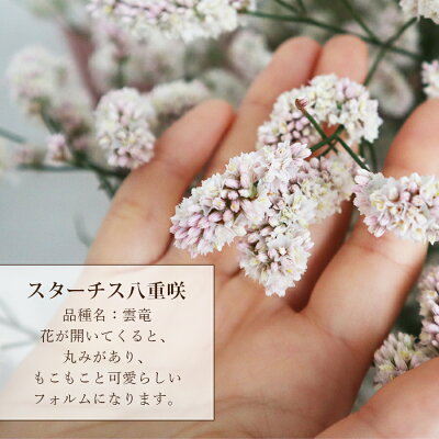楽天市場 特別な夏の贈り物 ハイブリッド スターチス 花束 ナチュラルピンク 誕生日 結婚記念日 お祝い スタンディングブーケ そのまま飾れる花束 そのままブーケ 結婚祝い ブーケ 花 生花 紙婚式 綿婚式 花婚式 鈴婚式 花 雑貨フロレゾン