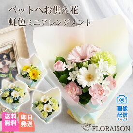 冷蔵便代440円サービス中【即日発送受付13時迄】 ペット お供え花 虹色 ミニ アレンジ 虹の橋 ペット 亡くなっ た 花 お悔やみ お花 お供え 花 花瓶不要 命日 お盆 三回忌 自宅 犬 贈り物 猫 花 生花 犬 が 亡くなった 贈り物 お悔やみ そのまま飾れる花束 pet