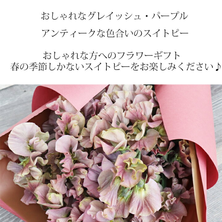 楽天市場 希少なおしゃれスイートピー グレイシュカラー パーブル スイートピー花束 100本 おしゃれ ブーケ 花 アンティーク スイトピー 誕生日 卒業式 送別会 ホワイトデー 返し 花束 送料無料 誕生日フラワー 結婚お祝い 女性 彼女 花 雑貨フロレゾン