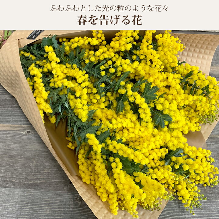 楽天市場 ミモザ 生花 花束 ロングブーケ 生花からドライフラワーを楽しめるミモザ スワッグ ミモザ花束 花 発送期間2 14 3 10限定 花 雑貨フロレゾン