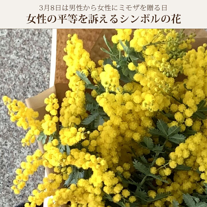 楽天市場 ミモザ 生花 花束 ロングブーケ 生花からドライフラワーを楽しめるミモザ スワッグ ミモザ花束 花 発送期間2 14 3 10限定 花 雑貨フロレゾン