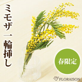 ミモザ 花束 ミニミニ ブーケ 一輪 ミモザ花束 生花 花 プレゼント 1輪 ミモザの日 自宅 誕生日 記念日 季節のご挨拶 ホワイトデー 送料無料 黄色 手軽 歓迎会 女性 友達 生花