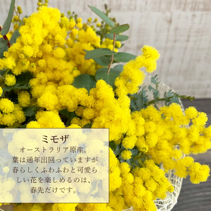楽天市場 ミモザ 生花 花束 ロングブーケ 生花からドライフラワーを楽しめるミモザ スワッグ ミモザ花束 花 発送期間2 14 3 10限定 花 雑貨フロレゾン 楽天市場 ミモザ 生花 花束 ロングブーケ 生花からドライフラワーを楽しめるミモザ スワッグ ミモザ花束 花 発送期間2 14 3 10限定 花 雑貨フロレゾン