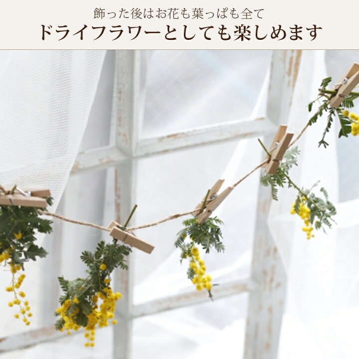 楽天市場 ミモザ 生花 花束 スタンディングブーケ 誕生日ギフト 花 春 そのまま飾れる花束 花瓶不要 そのままブーケ ミモザ花束 フラワー バレンタイン ホワイトデー 2 14 3 12着限定 花 雑貨フロレゾン