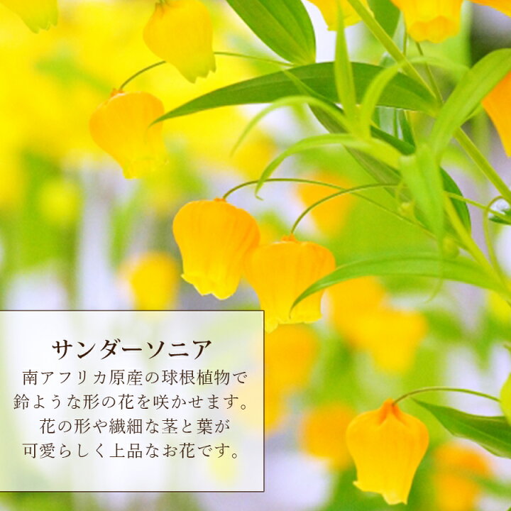 楽天市場 冷蔵便でお届け サンダーソニア アレンジメント 誕生日 フラワーギフト 結婚記念日 オレンジ 花 生花 可愛い 花 雑貨フロレゾン 楽天市場 冷蔵便でお届け サンダーソニア アレンジメント 誕生日 フラワーギフト 結婚記念日 オレンジ 花 生花 可愛い 花 雑貨フロレゾン