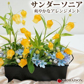 【冷蔵便でお届け】 サンダーソニア アレンジメント 誕生日 フラワーギフト 結婚記念日 フラワー オレンジ 花 生花 可愛い フラワーアレンジメント プレゼント 送別 開店祝い 生花