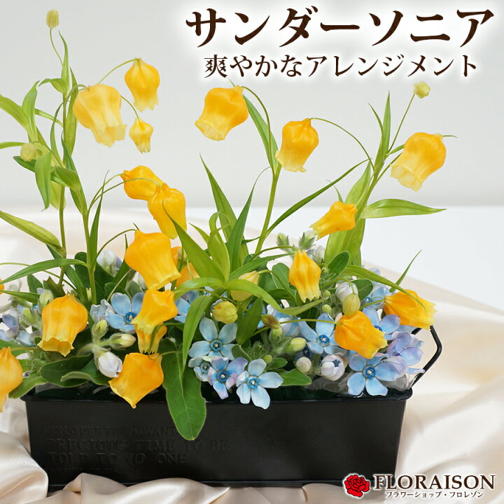 楽天市場 ポイント2倍 100円クーポン サンダーソニア アレンジメント 誕生日 フラワーギフト 結婚記念日 オレンジ 花 生花 可愛い 花 雑貨フロレゾン