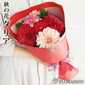 【やっぱり!ダリアはステキ♪】ダリア ロング花束 成人の日 お祝い プレゼント 誕生日 ギフト花 お祝い ダリア花束 ブーケ フラワー ギフト 誕生日 結婚記念日 クリスマス 愛妻の日 送別会 花 送料無料 プレゼント 花 生花