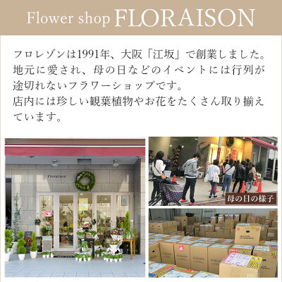 楽天市場 当店人気no1花ギフト そのまま飾れる花束 薔薇 スタンディングブーケ 誕生日 プレゼン 女性 花 ホワイトデー ひな祭り ひなまつり 花束 卒業式 合格祝い おしゃれ ギフト 結婚記念日 送別会 母の日 バラ花束 お花 奥様 花瓶不要 生花 送料無料 花