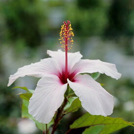 楽天市場 鉢花 種類 植物 ハイビスカス キク 花 観葉植物 花 ガーデン Diy の通販