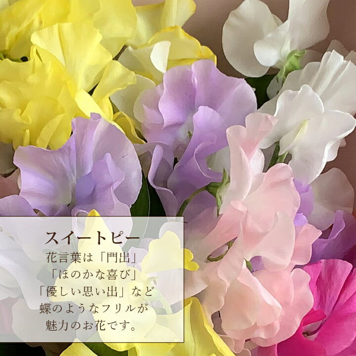 楽天市場 スイートピー花束 本 誕生日 プレゼント 卒業式 送別会 花束 スイートピー 花束 スイトピー ブーケ 花束 スイトピー 送料無料 合格祝い 女性 彼女 花 雑貨フロレゾン