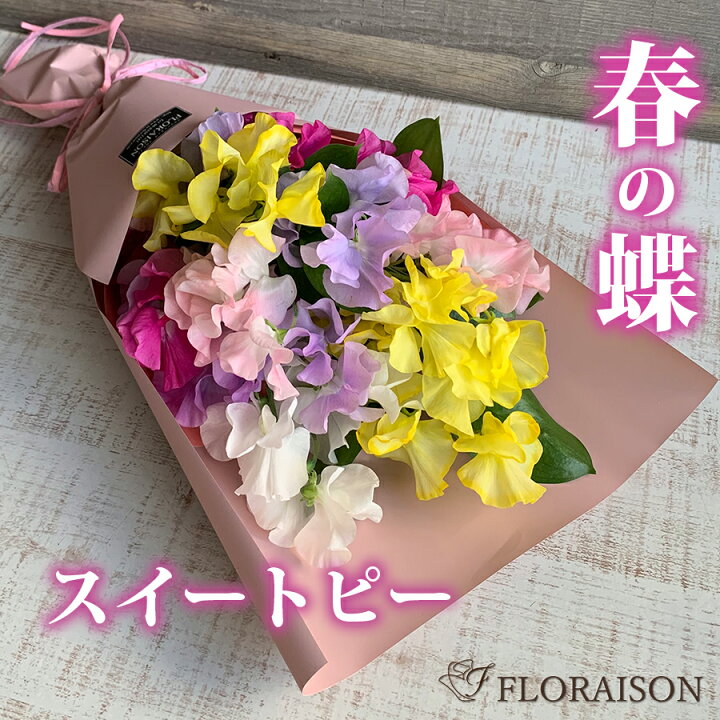 楽天市場 スイートピー花束 本 誕生日 プレゼント 卒業式 送別会 花束 スイートピー 花束 スイトピー ブーケ 花束 スイトピー 送料無料 合格祝い 女性 彼女 花 雑貨フロレゾン
