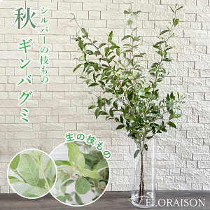 MoO~ MREoC 80cm`100cm tO~ t̃Vo[ ؉  } Ԃ̂鐶 CeA O[ }[g j̖ 