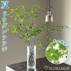 生花 切り花 農業資材 ガーデニング用品の人気商品 通販 価格比較 価格 Com