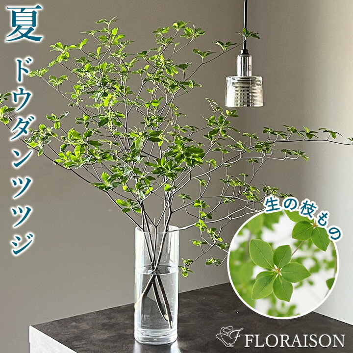 楽天市場 冷蔵便でお届け ドウダンツツジ 生花 切花 枝 ドウダン 枝 どうだんつつじ 自宅用 季節限定 インテリア 切花 ホームフラワー 花 花のある生活 グリーン 花 雑貨フロレゾン