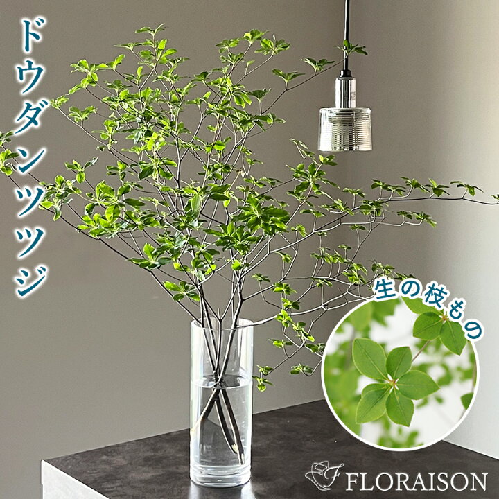 楽天市場 冷蔵便でお届け ドウダンツツジ 生花 切花 枝 ドウダン 枝 どうだんつつじ 自宅用 季節限定 インテリア 切花 ホームフラワー 花 花のある生活 グリーン 花 雑貨フロレゾン