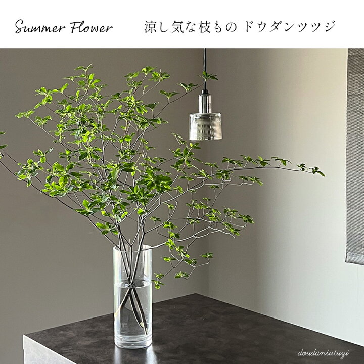 楽天市場 ドウダンツツジ 生花 切花 枝 ドウダン 枝 どうだんつつじ 自宅用 季節限定 インテリア 切花 ホームフラワー 花 花のある生活 グリーン 花 雑貨フロレゾン 楽天市場 ドウダンツツジ 生花 切花 枝 ドウダン 枝 どうだんつつじ 自宅用 季節限定 インテリア 切花 ホームフラワー 花 花のある生活 グリーン 花 雑貨フロレゾン