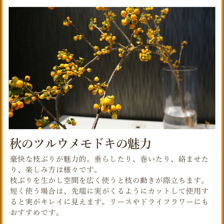 楽天市場 ツルウメモドキ つるうめもどき 生花 切花 インテリア 枝 自宅 飾る リース 送料無料 秋の実もの 花 雑貨フロレゾン