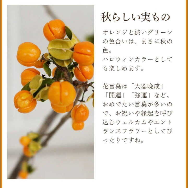 楽天市場】ツルウメモドキ つるうめもどき 生花 切花 インテリア 枝 自宅 飾る リース 送料無料 秋の実もの : 花&雑貨フロレゾン