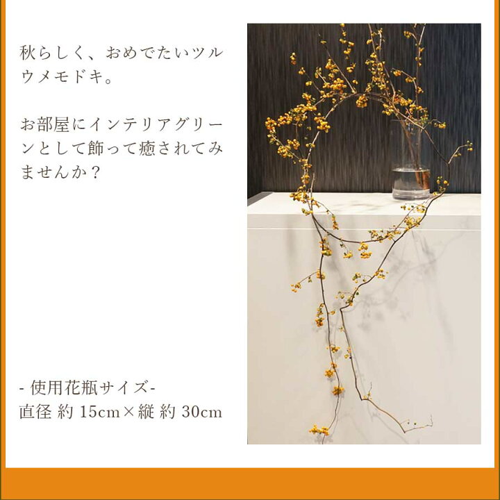 楽天市場】ツルウメモドキ つるうめもどき 生花 切花 インテリア 枝 自宅 飾る リース 送料無料 秋の実もの : 花&雑貨フロレゾン