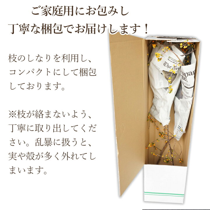 楽天市場】ツルウメモドキ つるうめもどき 生花 切花 インテリア 枝 自宅 飾る リース 送料無料 秋の実もの : 花&雑貨フロレゾン