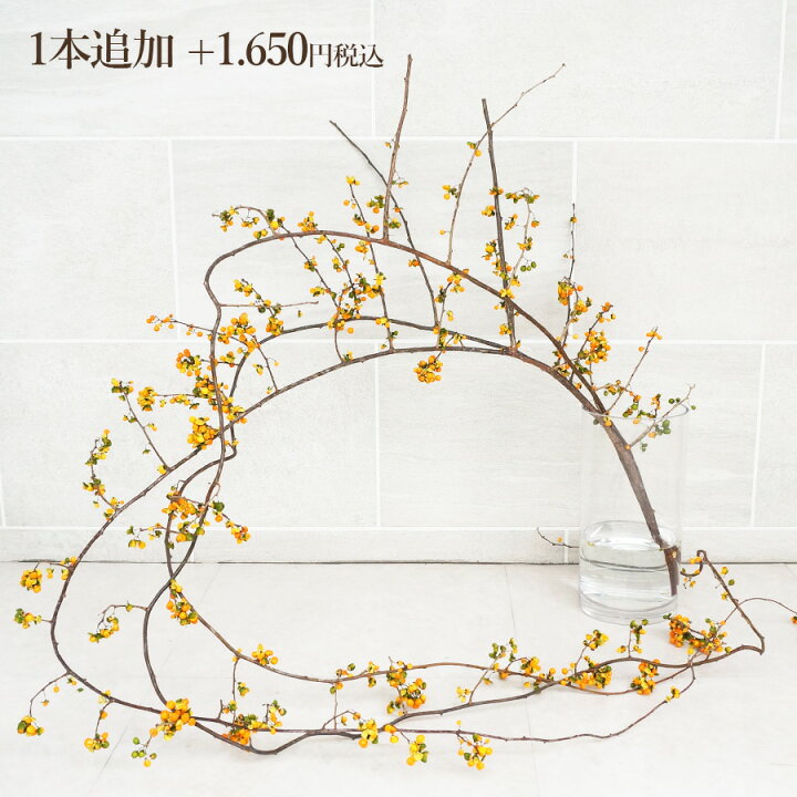 楽天市場】ツルウメモドキ つるうめもどき 生花 切花 インテリア 枝 自宅 飾る リース 送料無料 秋の実もの : 花&雑貨フロレゾン